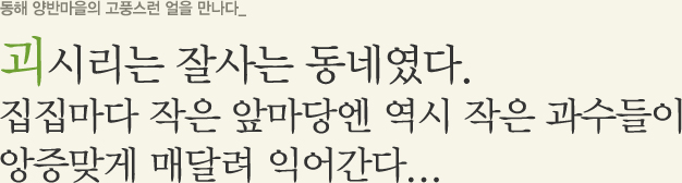 괴시리는 잘사는 동네였다. 집딥마다 작은 앞마당엔 역시 작은 과수들이 앙증맞게 매달려 익어간다...